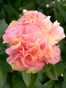 Pivoine Lois Choice