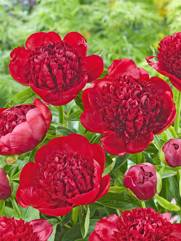 Pivoine Red Charm - Pivoine racines 