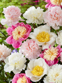 Collection de pivoines Sweet Caroline