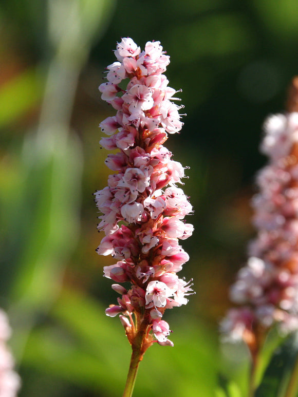 Persicaria affinis Kabouter (Renouée)