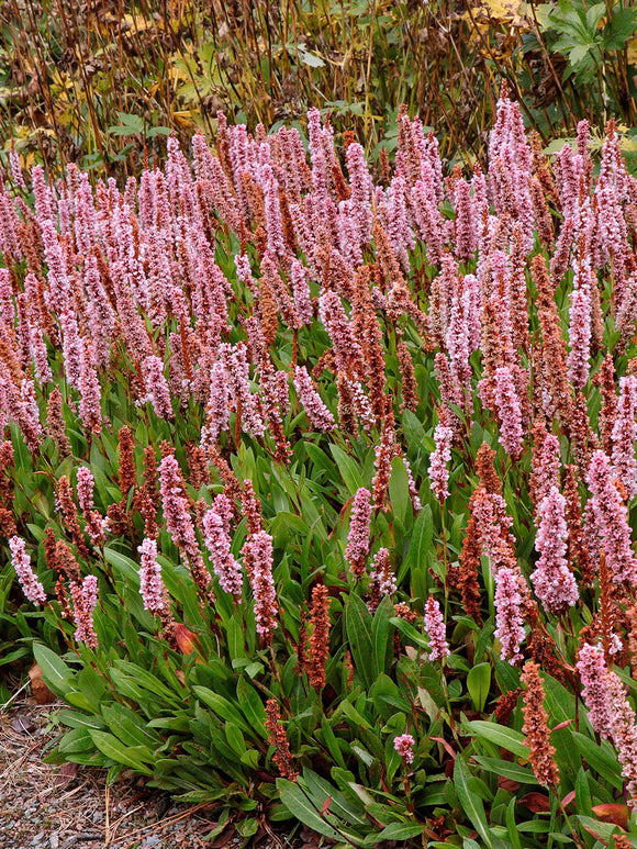 Acheter Persicaria affinis Kabouter (Renouée)