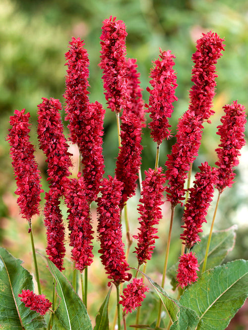 Persicaria amplexicaulis Fat Domino Renouée Racines nues