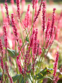 Renouée Summer Dance