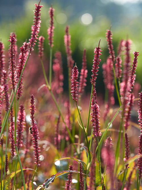 Persicaria amplexicaulis Summer Dance (Renouée)