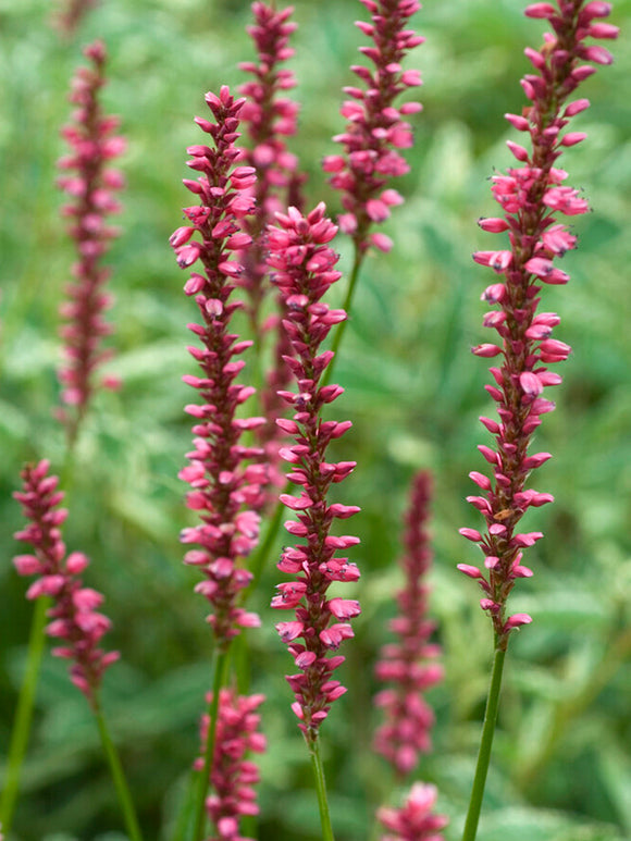 Racines nues Renouée amplexicaulis Summer Dance 