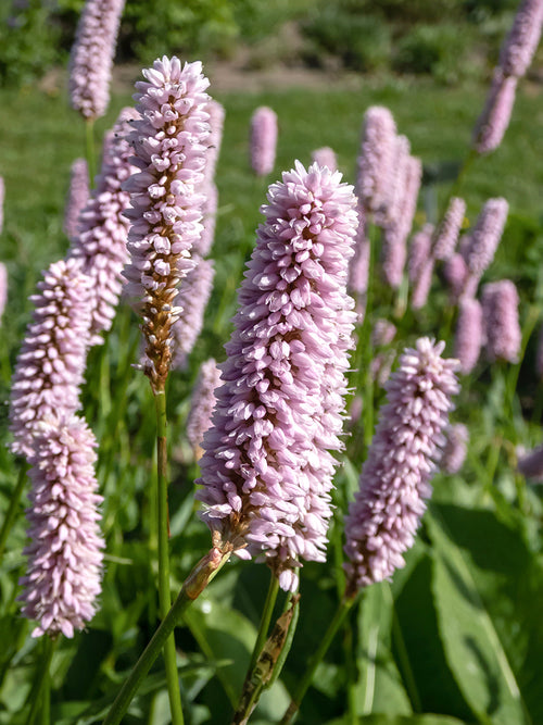 Persicaria bistorta Superba Renouée Racines Nues