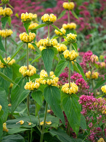 Phlomis Russeliana (Sauge de Jérusalem)