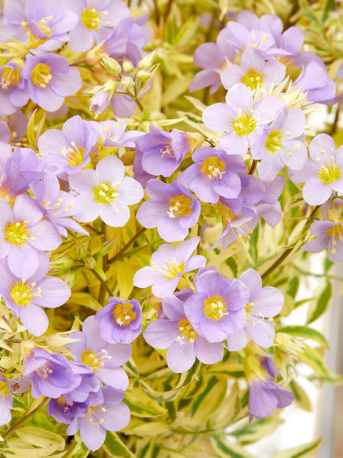 Polemonium Golden Feathers