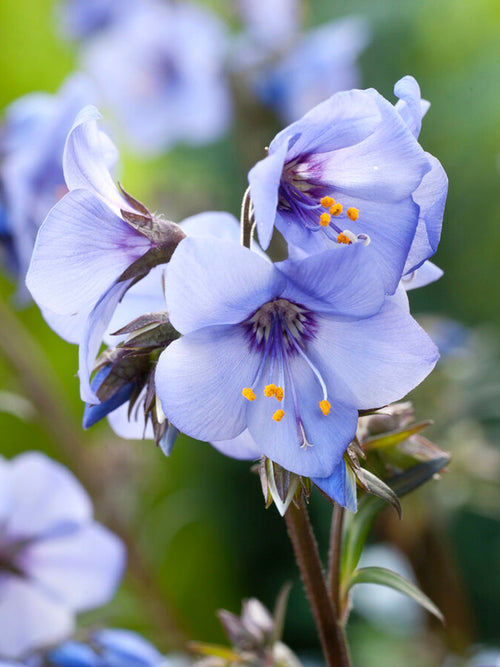 Polemonium Heaven Scent