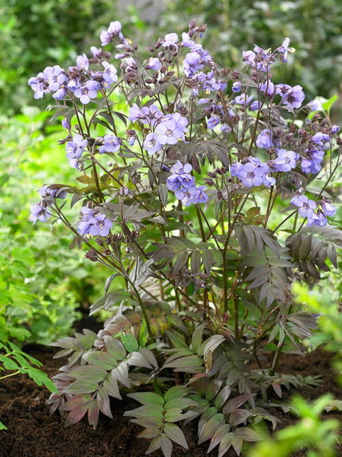 Polemonium Heaven Scent Racines nues