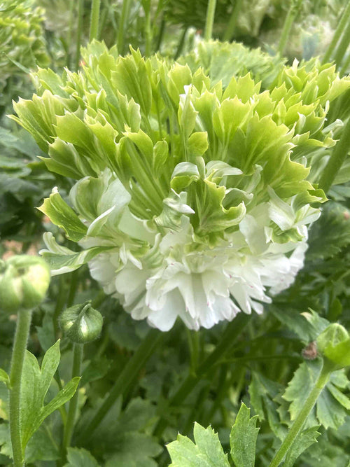 Renoncule Crown Giverny