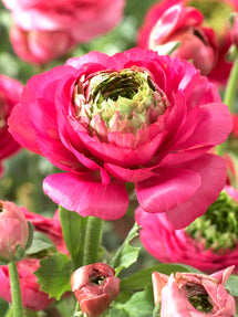 Renoncule Reinette Rose