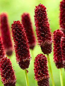 Sanguisorba Big Dream (Pimprenelle)