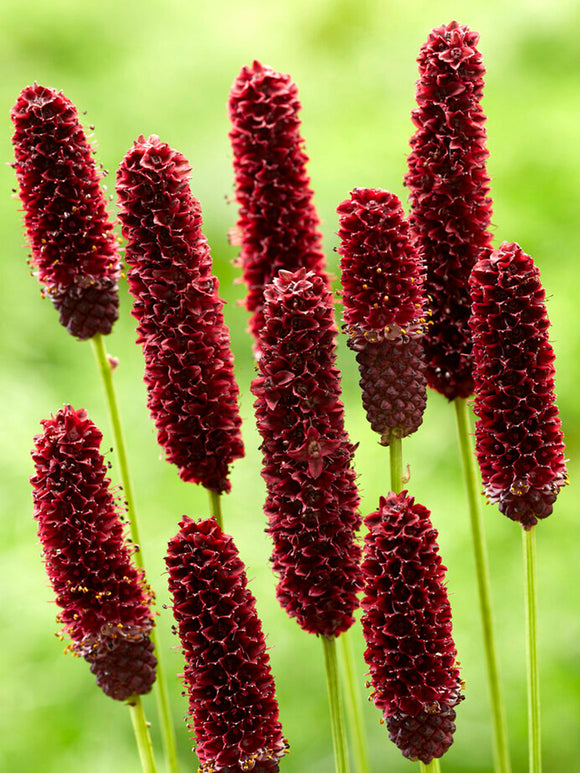 Acheter Sanguisorba Big Dream (Pimprenelle)