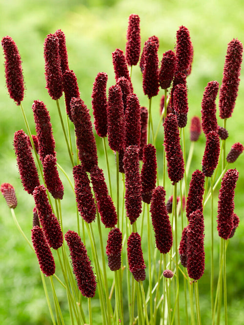 Racines nues Sanguisorba Big Dream (Pimprenelle)