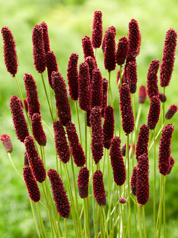 Racines nues Sanguisorba Big Dream (Pimprenelle)