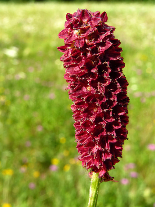 Sanguisorba Big Dream (Pimprenelle)