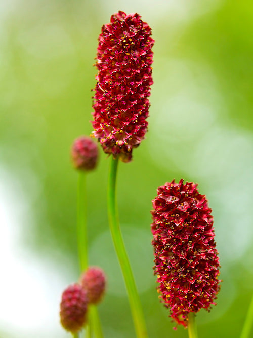 Sanguisorba Big Dream (Pimprenelle)