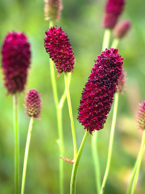 Sanguisorba Big Dream (Pimprenelle)