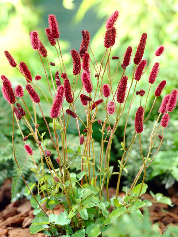 Sanguisorba Big Dream (Pimprenelle)