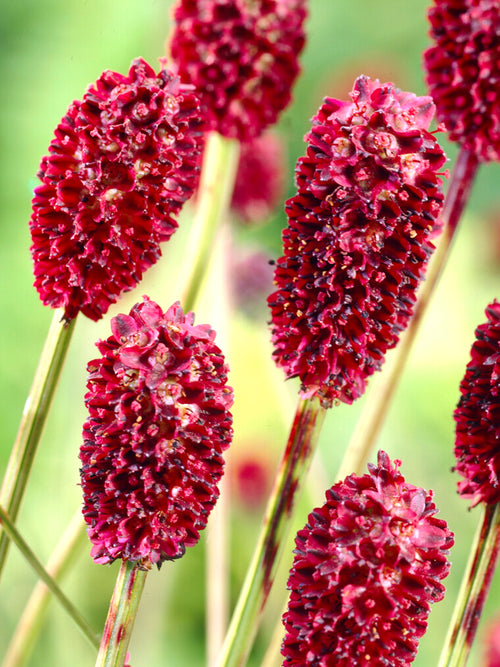 Sanguisorba Big Dream (Pimprenelle)