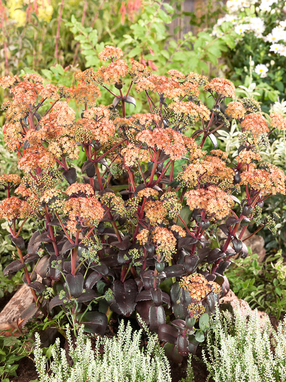 Sedum Orange Xenox (Orpin)