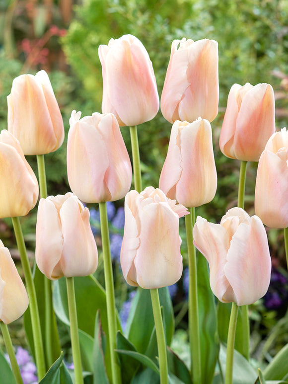 Tulipe Apricot Pride