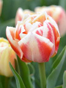 Tulipe Bed of Roses