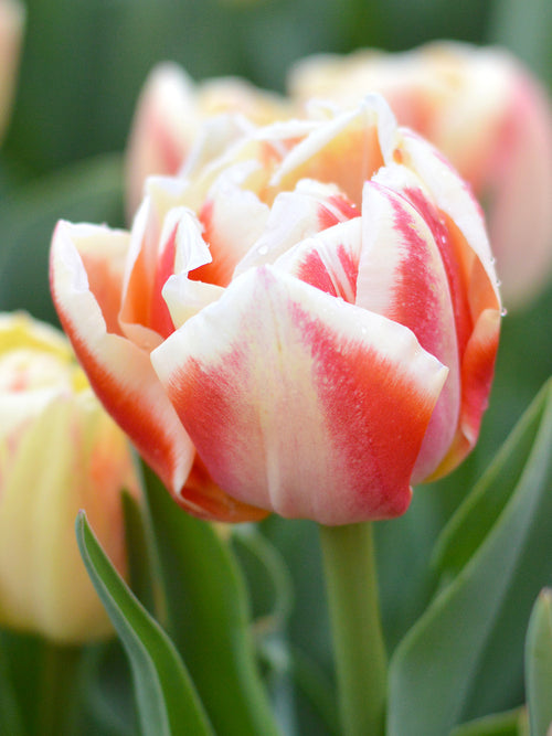 Acheter Tulipe Bed of Roses