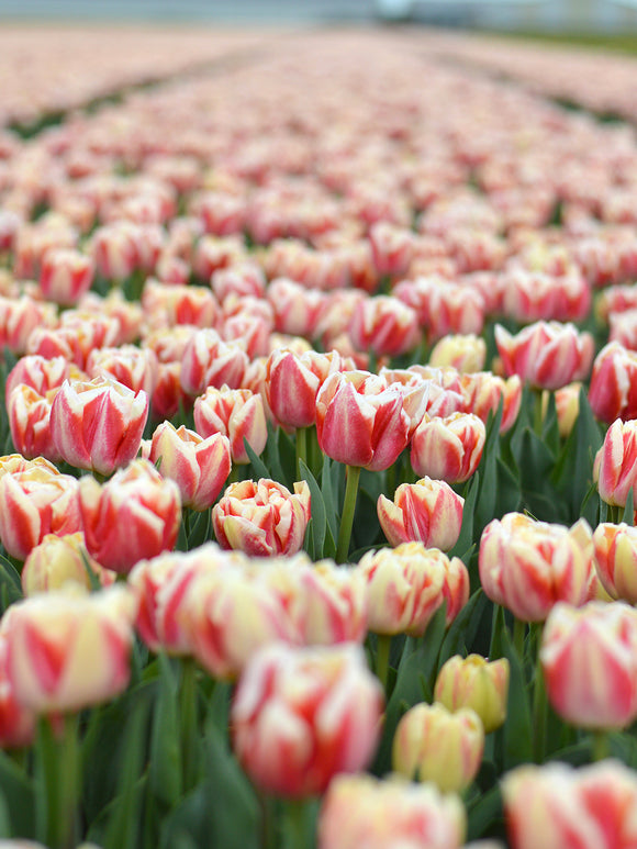 Tulipe Bed of Roses