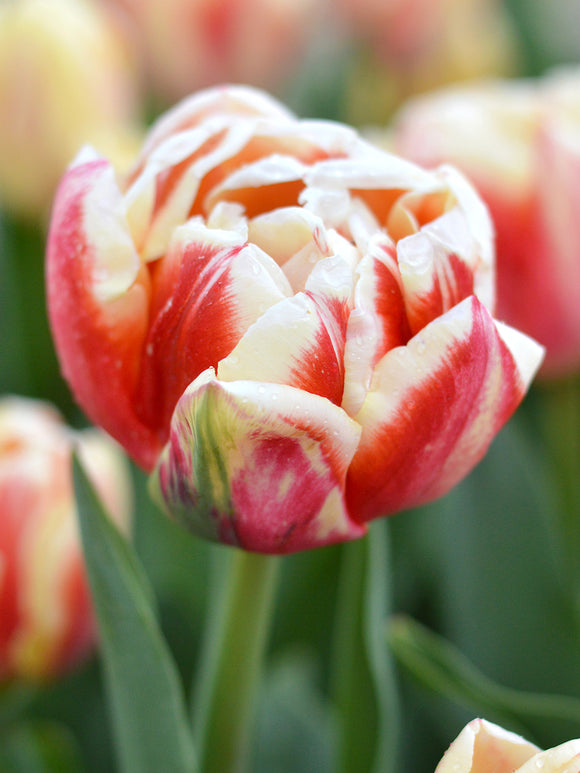 Tulipe Bed of Roses