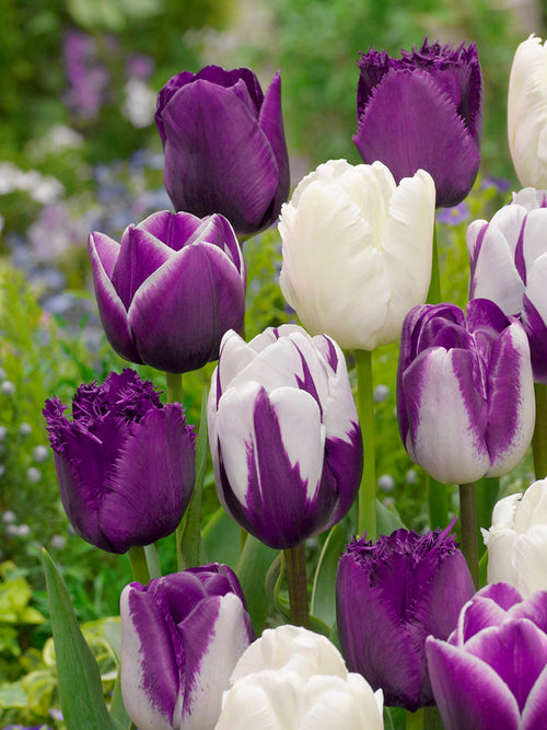 Tulipe Blueberry Snow Collection