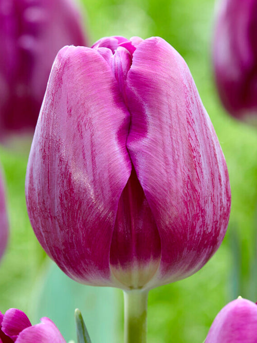 Acheter Tulipe Imperial Garden