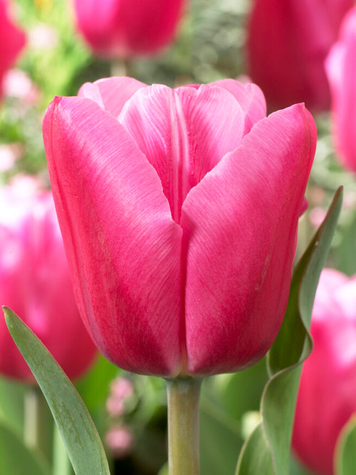 Tulipe Jumbo Rose