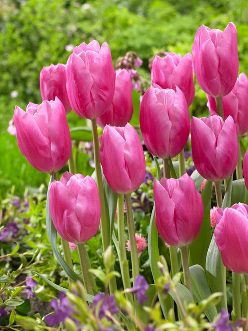 Tulipe Jumbo Rose