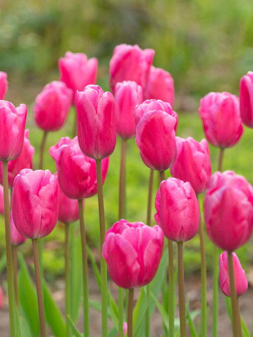 Tulipe Jumbo Rose