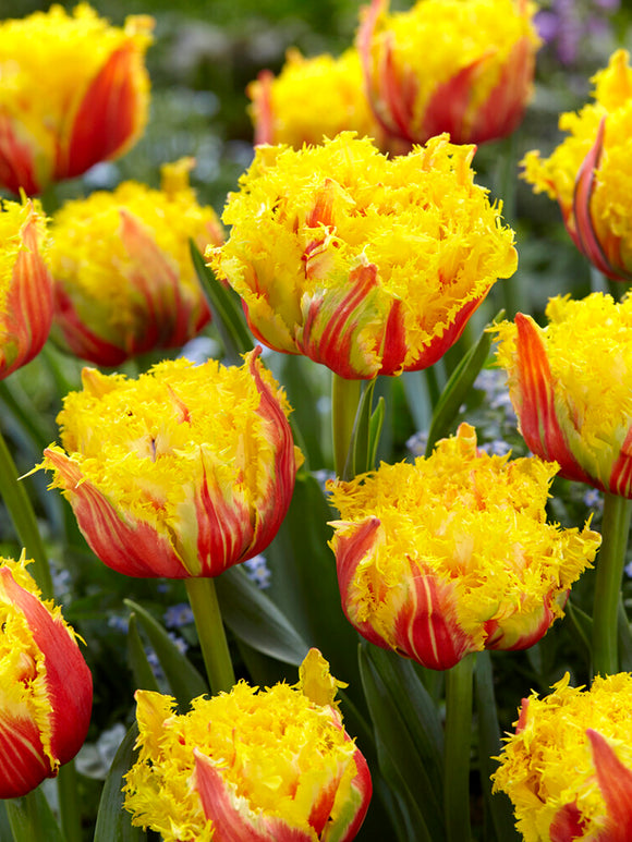 Tulipe Kensington