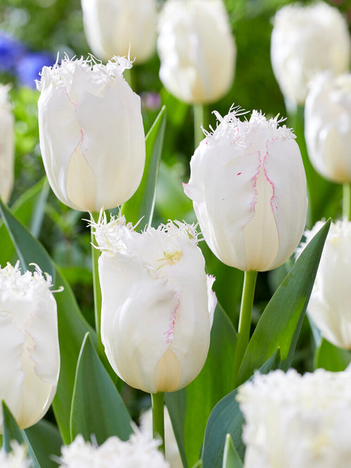 Acheter Tulipe Lady Smile aus Holland