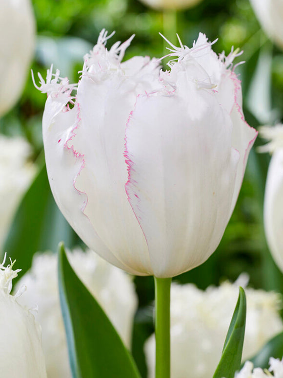 Tulipe Lady Smile