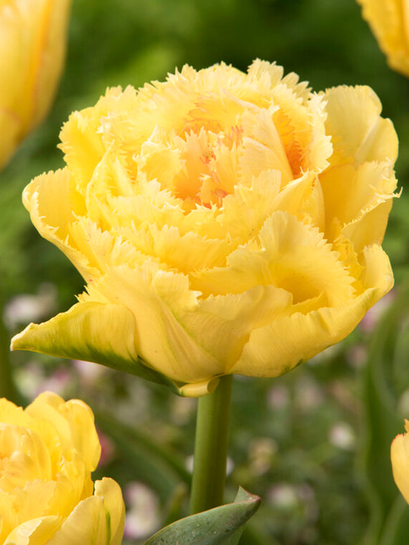 Acheter Tulipe Lemon Shoot aus Holland