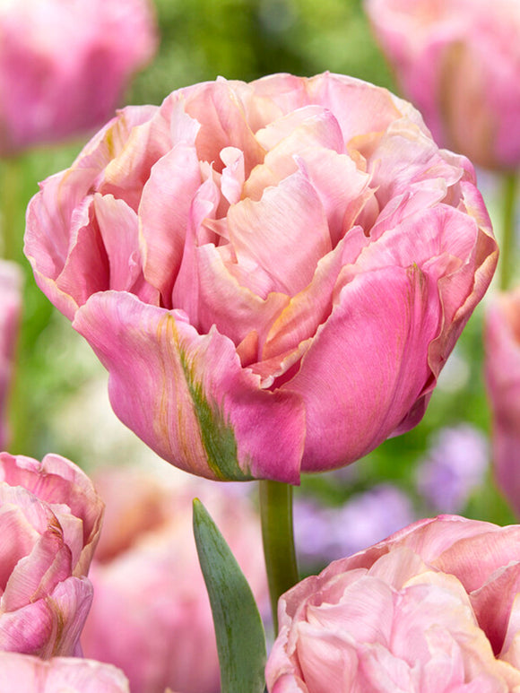 Acheter Tulipe Lotus Silk aus Holland