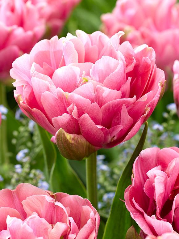 Tulipe Lotus Silk