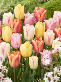 Tulipe Pastelegance Collection
