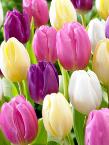 Tulipe Phillie Pastel Mix