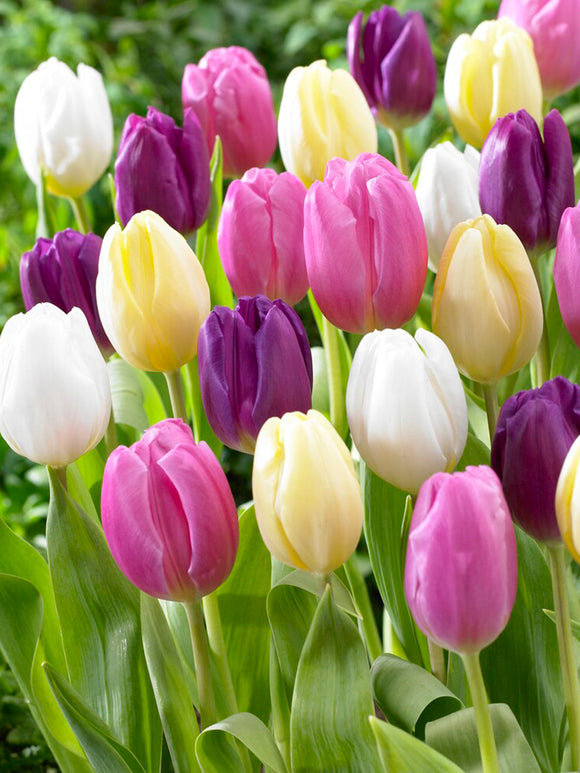 Tulipe Phillie Pastel Mix