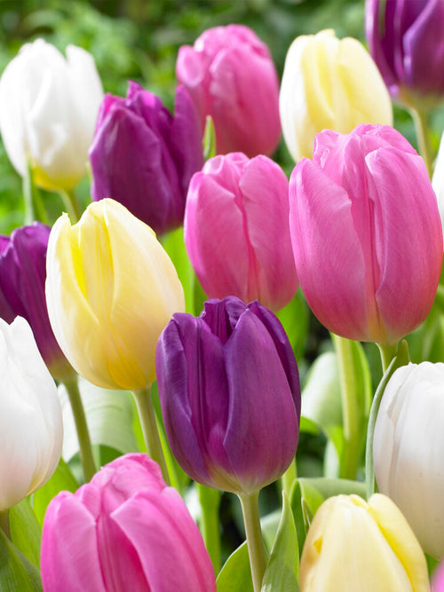 Tulipe Phillie Pastel Mix