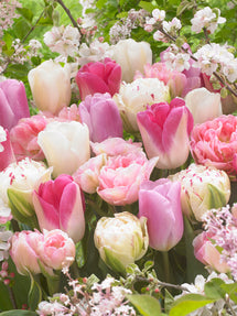 Tulipe Spring Romance Collection