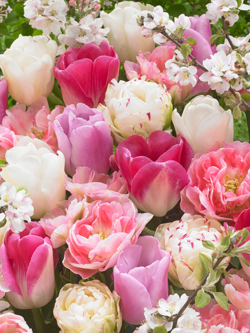 Acheter Tulipe Spring Romance Collection