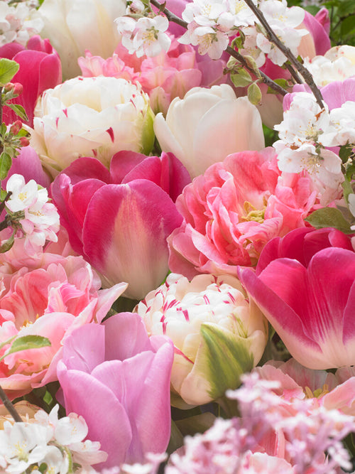 Tulipe Spring Romance Collection