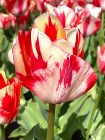 Tulipe Spryng Rembrandt